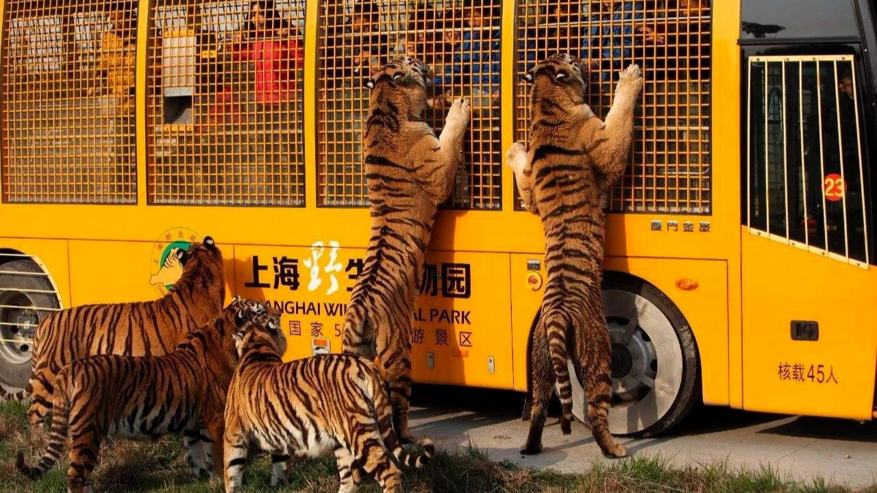 Your Ultimate Guide to Shanghai Wild Animal Park – Perfectly Paired with a Stay at The Bund Puyan Hotel, Shanghai